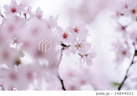 桜 2015 クローズアップ 桜 2015 クローズアップ 14844021