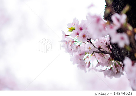 桜 2015 クローズアップ 14844023