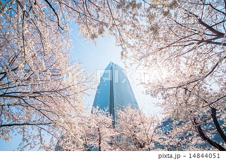 桜✕ビジネス街 桜✕ビジネス街 14844051