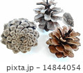 松ぼっくり 14844054