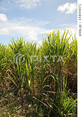 sugar cane 14844071