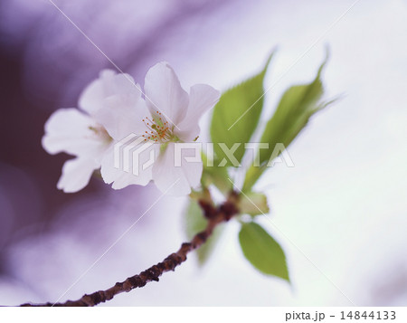 市ヶ谷亀岡八幡宮の桜 14844133