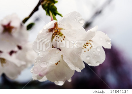 桜、雨 桜、雨 14844134