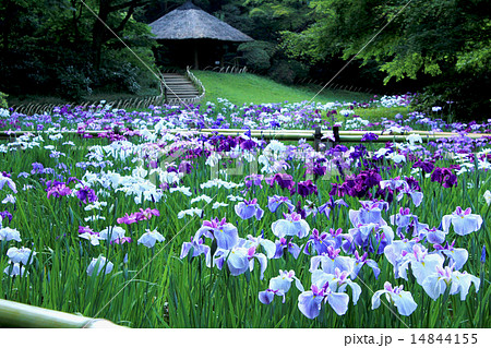 花菖蒲　東京・明治神宮 14844155