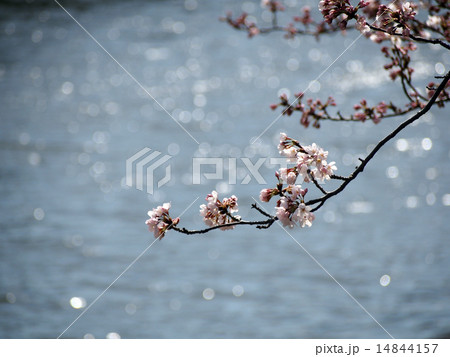 桜と輝く水面 14844157