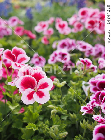 キャンディフラワーズ キャンディフラワーズ 14844228