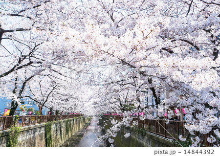 桜の名所・目黒川 桜の名所・目黒川 14844392