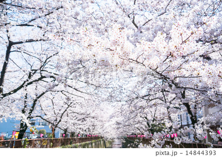 桜の名所・目黒川 14844393