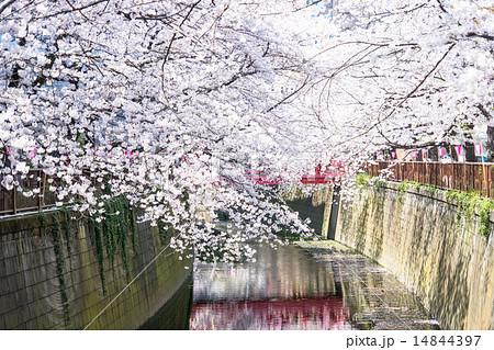 桜の名所・目黒川 14844397