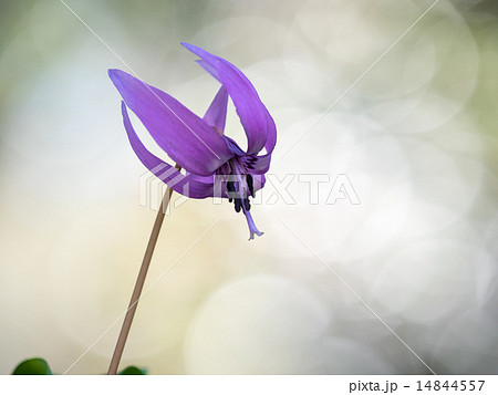 春の妖精カタクリの花 14844557