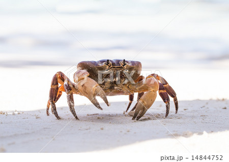 Hairy leg mountain crab, Tachai island, Phang Nga Province, Thai Hairy leg mountain crab, Tachai island, Phang Nga Province, Thai 14844752