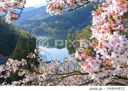 玉川ダムの桜 玉川ダムの桜 14844852