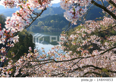 玉川ダムの桜 玉川ダムの桜 14844853