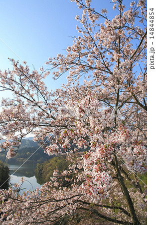 玉川ダムの桜 玉川ダムの桜 14844854