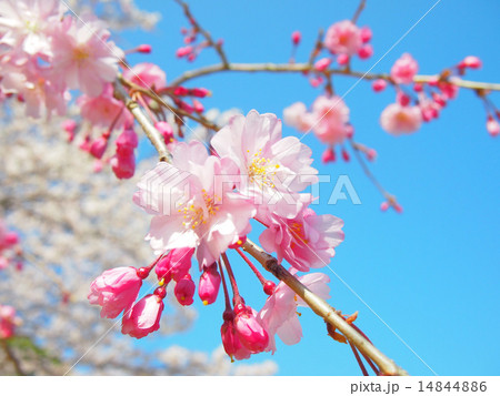 さくら 14844886