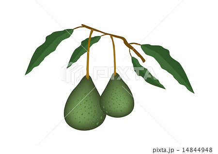 Two Fresh Green Avocados on A Branch Two Fresh Green Avocados on A Branch 14844948