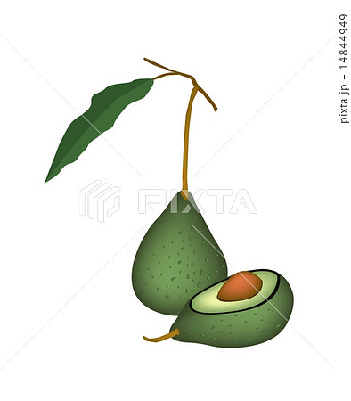 Two Fresh Green Avocados on White Background Two Fresh Green Avocados on White Background 14844949