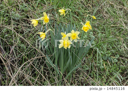 大杯水仙（大カップスイセン）の株の資料 14845116