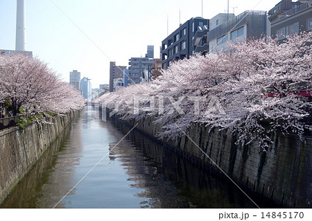 目黒川の桜(なかめ公園橋から見た中里橋) 目黒川の桜(なかめ公園橋から見た中里橋) 14845170
