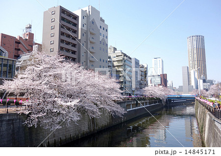 目黒川の桜(なかめ公園橋から見た田楽橋) 目黒川の桜(なかめ公園橋から見た田楽橋) 14845171