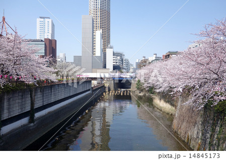目黒川の桜(田楽橋から見た目黒川船入場方向) 目黒川の桜(田楽橋から見た目黒川船入場方向) 14845173