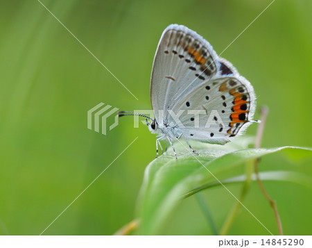 新緑の中のツバメシジミ 新緑の中のツバメシジミ 14845290