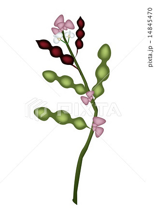 Fresh Dolichos Lablab Plant on White Background 14845470