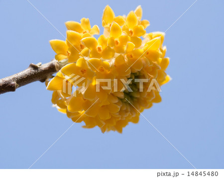 青空背景のミツマタ 14845480