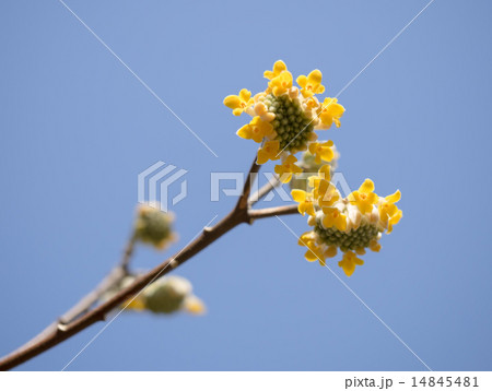 青空背景のミツマタ 14845481