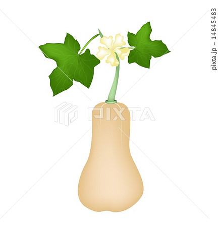 Fresh Butternut Squash Plant on White Background 14845483