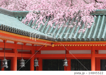 花の都 14845522