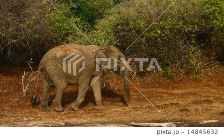 Asian Elephant 14845632
