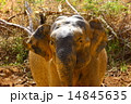Asian Elephant 14845635