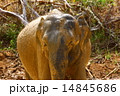 Asian Elephant 14845686
