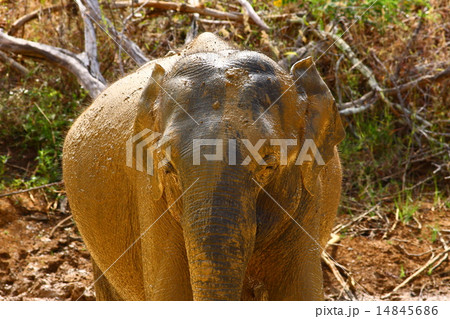 Asian Elephant 14845686