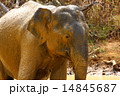 Asian Elephant 14845687