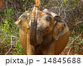Asian Elephant 14845688