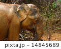 Asian Elephant 14845689