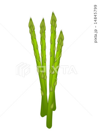 Fresh Green Asparagus on A White Background 14845799