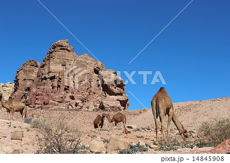 ペトラのラクダ 14845908