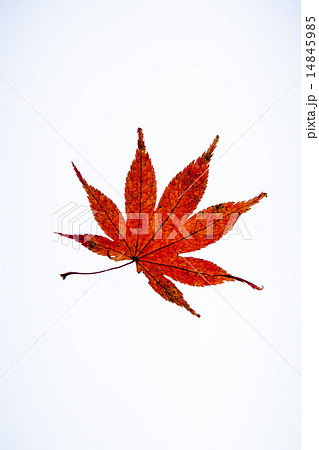 もみじ 14845985