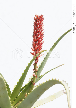キダチアロエの花 キダチアロエの花 14845998