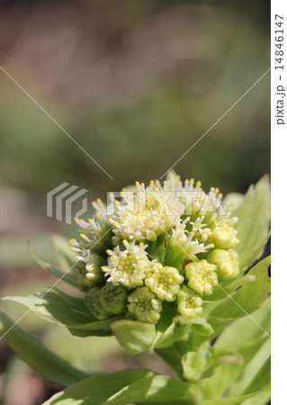 フキノトウの花 14846147