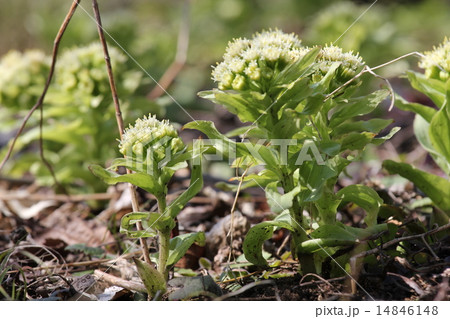 フキノトウの花 14846148