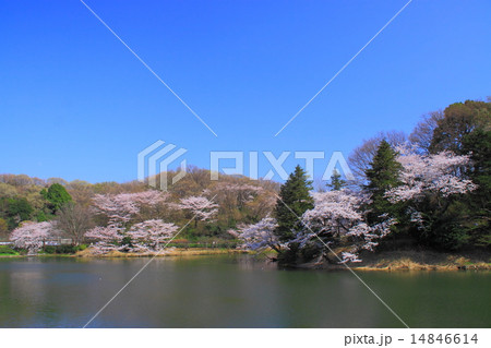 桜 14846614