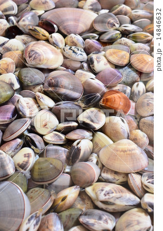 はまぐり砂抜き中♪ はまぐり砂抜き中♪ 14846632