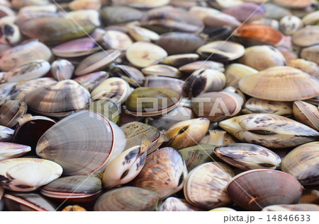 はまぐり砂抜き中♪ 14846633