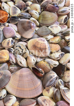 はまぐり砂抜き中♪ はまぐり砂抜き中♪ 14846635