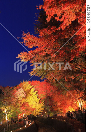 富士河口湖紅葉まつり 14846787