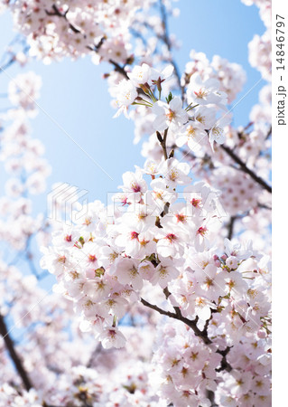 桜満開 14846797